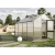 Greenhouse Dahlie IV, fir green