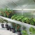 Plant tray Rhodo III